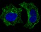 Anti-GSK3 beta Rabbit Monoclonal Antibody